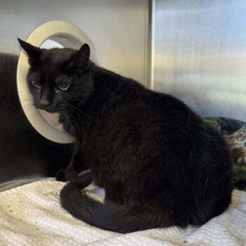 On Holiday -  Domestic Short Hair Cat for Adoption in Richmond, Virginia - On Holiday | PetCurious