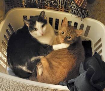 Rescue American Shorthair Cats for Adoption in Vacaville, California - Rocky & Ollie | PetCurious