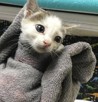 NEEDLES -  Domestic Short Hair Cat for Adoption in Riverside, California - NEEDLES | PetCurious