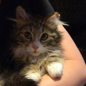 Rex -  Domestic Short Hair Cat Available for Adoption in Grantsville, Utah - Rex | PetCurious
