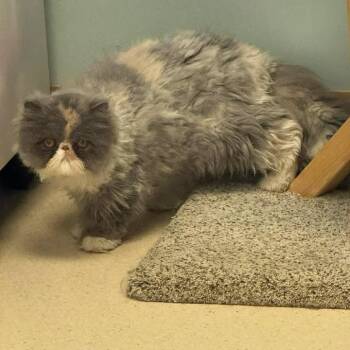 Domestic Long Hair Cats Available for Adoption in Toledo, Ohio - Rapunzel (Raputa The Buta) | PetCurious