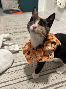 Coraline -  Domestic Short Hair Cat for Adoption in New York, New York - Coraline | PetCurious