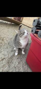 Rescue Domestic Short Hair Cats for Adoption in Lake Los Angeles, California - Rosie | PetCurious