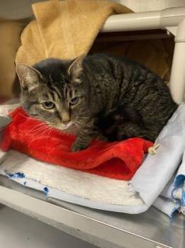 Jack -  Domestic Short Hair Cat for Adoption in Montreal, Quebec - Jack | PetCurious