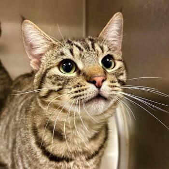 Bruzer -  Domestic Short Hair Cat for Adoption in Walnut Creek, California - Bruzer | PetCurious