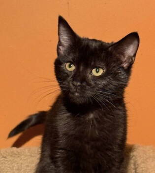 Rescue Domestic Short Hair Cats for Adoption in Lenexa, Kansas - Sable | PetCurious