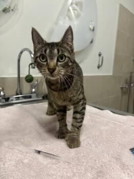 Domestic Short Hair Cats Available for Adoption in Stratham, New Hampshire - Pixy | PetCurious