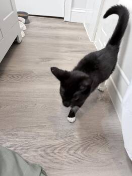 Purrcy -  Domestic Short Hair Cat for Adoption in Trenton, New Jersey - Purrcy | PetCurious