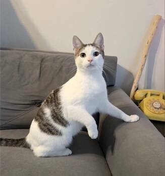 Corduroy -  Tabby Cat for Adoption in Alameda, California - Corduroy | PetCurious