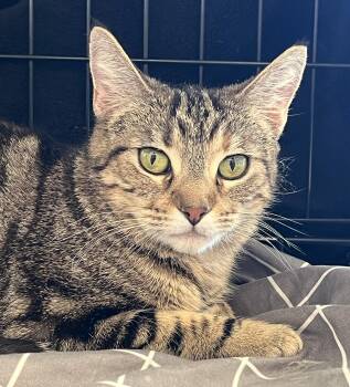 Akina -  Domestic Short Hair Cat Available for Adoption in City Of Industry, California - Akina | PetCurious