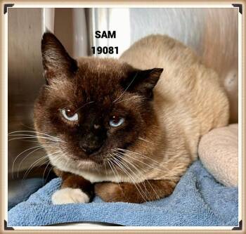 Snowshoe Cats Available for Adoption in Marietta, Georgia - SAM | PetCurious