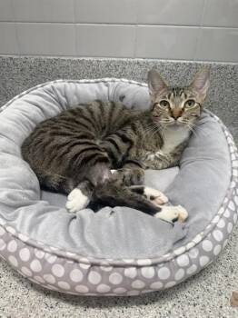 AMY -  Domestic Short Hair Cat for Adoption in Omaha, Nebraska - AMY | PetCurious