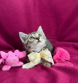 Kiara -  Tabby Cat for Adoption in Tavares, Florida - Kiara | PetCurious