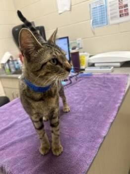 Batman -  Domestic Short Hair Cat for Adoption in Westland, Michigan - Batman | PetCurious
