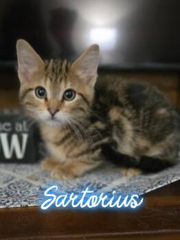 Sartorius -  Domestic Short Hair Cat for Adoption in Metamora, Illinois - Sartorius | PetCurious
