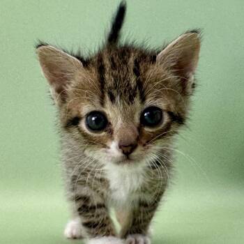 Mocha -  Domestic Short Hair Cat for Adoption in Elfin Forest, California - Mocha | PetCurious