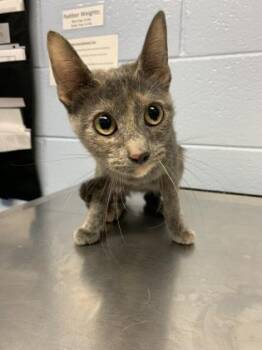 Ashley -  Domestic Short Hair Cat for Adoption in Lafayette, Indiana - Ashley | PetCurious
