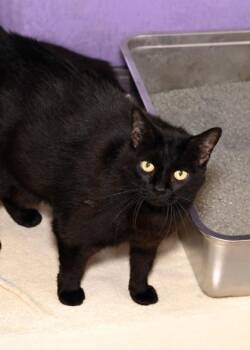 Bill Nye -  Domestic Short Hair Cat for Adoption in Baton Rouge, Louisiana - Bill Nye | PetCurious