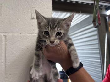 CUPCAKE -  Domestic Short Hair Cat for Adoption in San Bernardino, California - CUPCAKE | PetCurious