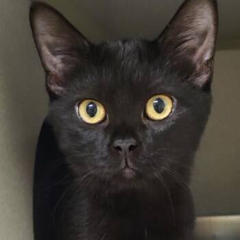 Gabbana -  Domestic Short Hair Cat for Adoption in Grayslake, Illinois - Gabbana | PetCurious
