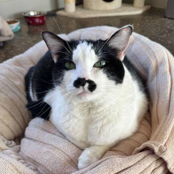 Queen Elizabeth -  Domestic Short Hair and Mixed Breed Cat for Adoption in Louisville, Kentucky - Queen Elizabeth | PetCurious