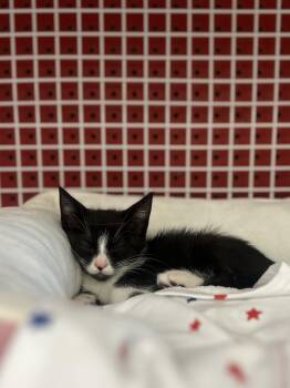 Rescue Tuxedo Cats for Adoption in Edgewood, Florida - Piggy | PetCurious