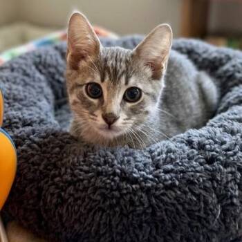 Ziti -  Domestic Short Hair Cat for Adoption in Boca Raton, Florida - Ziti | PetCurious