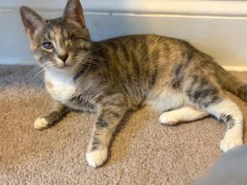 Marble -  Domestic Short Hair Cat for Adoption in Walnutport, Pennsylvania - Marble | PetCurious