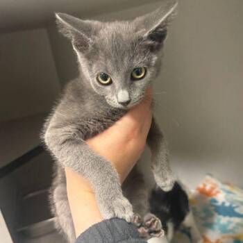 BABY -  Domestic Short Hair Cat for Adoption in Aurora, Colorado - BABY | PetCurious