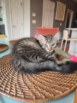 Turtle -  Domestic Short Hair Cat for Adoption in Chicago, Illinois - Turtle | PetCurious