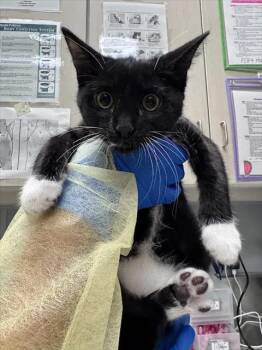MILKY -  Domestic Short Hair Cat for Adoption in Las Vegas, Nevada - MILKY | PetCurious