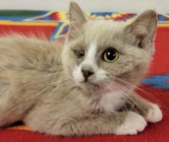 Ricotta -  Domestic Short Hair Cat for Adoption in Eugene, Oregon - Ricotta | PetCurious