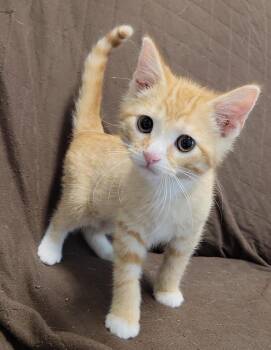 Domestic Short Hair Cats Available for Adoption in Sandusky, Ohio - TANK | PetCurious