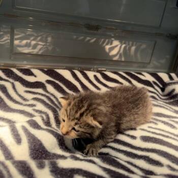 Twinkie -  Domestic Medium Hair Cat for Adoption in Ruckersville, Virginia - Twinkie | PetCurious