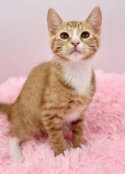 Kimchi -  Domestic Short Hair Cat for Adoption in Covington, Louisiana - Kimchi | PetCurious