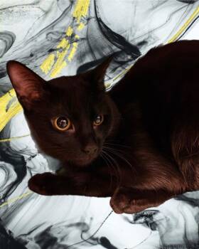 Domestic Short Hair Cats Available for Adoption - Morgan Wallen | PetCurious