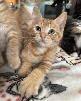 Domestic Short Hair Cats Available for Adoption in Rosenberg, Texas - Mustard | PetCurious