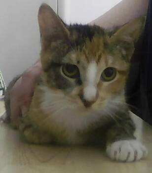 Twizzle -  Domestic Short Hair Cat for Adoption in Dayton, Minnesota - Twizzle | PetCurious