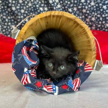 Tapatio-C -  Domestic Short Hair Cat for Adoption in East St. Louis, Illinois - Tapatio-C | PetCurious