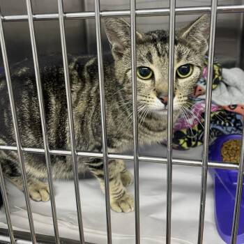 Domestic Short Hair Cats Available for Adoption in Corbin, Kentucky - Addison | PetCurious