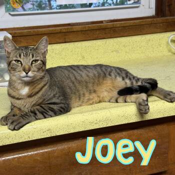 Joey -  Domestic Short Hair Cat for Adoption in Little Falls, New York - Joey | PetCurious