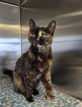 Feline Dion -  Domestic Short Hair Cat for Adoption in Dickson, Tennessee - Feline Dion | PetCurious
