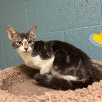 Cipher -  Domestic Short Hair Cat for Adoption in Kansas City, Missouri - Cipher | PetCurious