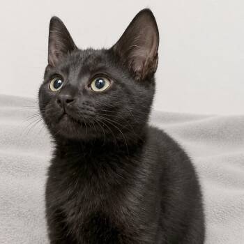 Nugget -  Domestic Short Hair Cat for Adoption in Austin, Texas - Nugget | PetCurious