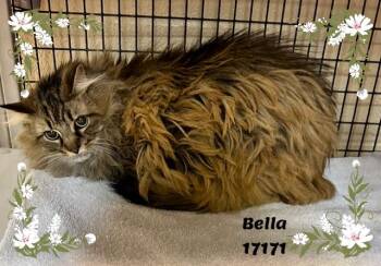 Domestic Long Hair and Tabby Cats Available for Adoption - BELLA See Also SAM | PetCurious