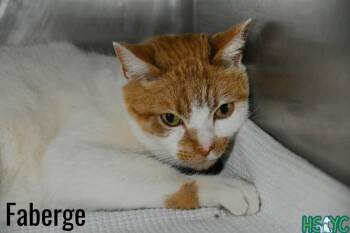 Domestic Short Hair Cats Available for Adoption - Faberge | PetCurious