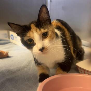 Domestic Short Hair Cats Available for Adoption in Belleville, Illinois - Waverly | PetCurious