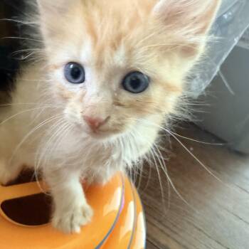 Harry -  Tiger and Domestic Long Hair Cat for Adoption - Harry | PetCurious