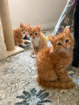 Alaska -  Domestic Long Hair Cat for Adoption in Sebastian, Florida - Alaska | PetCurious