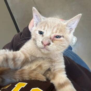 Cousin It -  Domestic Short Hair Cat for Adoption in Cody, Wyoming - Cousin It | PetCurious